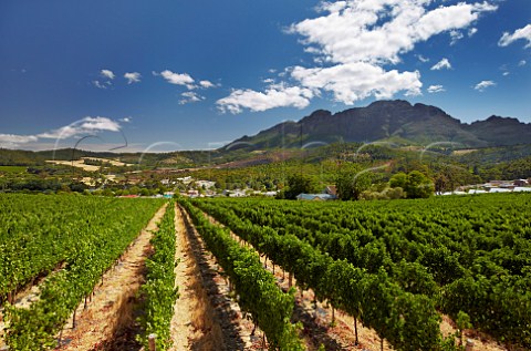 Neil Ellis vineyard with the Simonsberg mountain beyond Stellenbosch Western Cape South Africa  SimonsbergStellenbosch