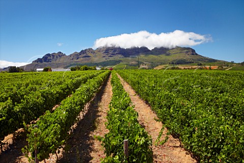 Alto vineyard with cloud on the Helderberg mountain beyond   Stellenbosch Western Cape South Africa  Stellenbosch