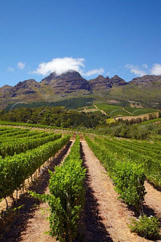 Vineyard of Bilton Wines with the Helderberg mountain beyond Stellenbosch Western Cape South Africa  Stellenbosch