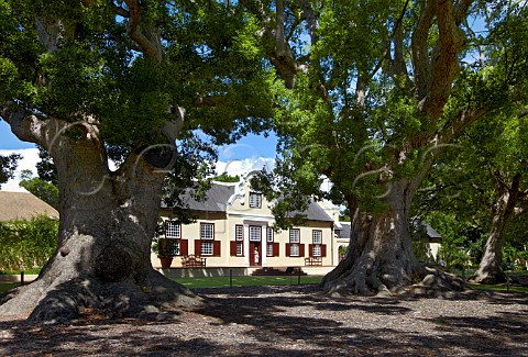 Vergelegen Manor House and the 300year old Camphor Trees which are National Monuments   Somerset West Western Cape South Africa  Stellenbosch