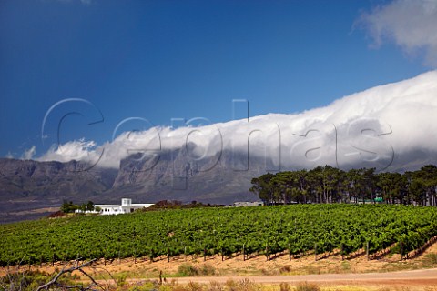Vergelegen winery and vineyard with the Hottentots Holland Mountains in distance Somerset West Western Cape South Africa  Stellenbosch