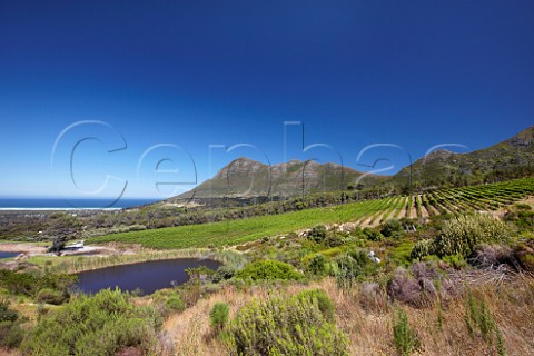 Cape Point Vineyards with Chapmans Bay and Chapmans Peak beyond   Noordhoek Western Cape South Africa Cape Point
