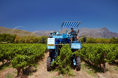 Machine harvesting of Sauvignon Blanc grapes in vineyard of La Motte   Franschhoek Western Cape South Africa   Franschhoek Valley