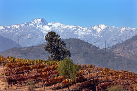 Autumnal Los Lingues vineyard of Casa Silva with the Andes mountains in distance Colchagua Valley Chile