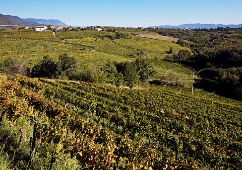 Ribolla Gialla vineyard of Radikon Oslavia Friuli Italy   Collio