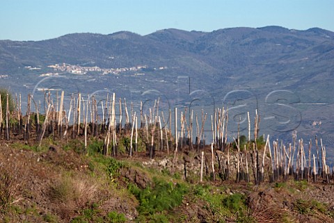 Barbabecchi vineyard of Frank Cornelissen Solicchiata Sicily Italy  Etna