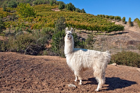 Llama by Syrah vines in the Montes Folly vineyard Apalta Colchagua Valley Chile