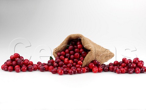 Ripe cranberries in a sack