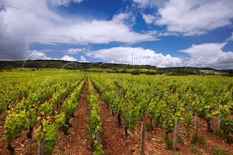 60year old Pinot Noir vines in La Charme aux Prtres vineyard of Domaine Sylvain Pataille  MarsannaylaCte CtedOr France  Marsannay