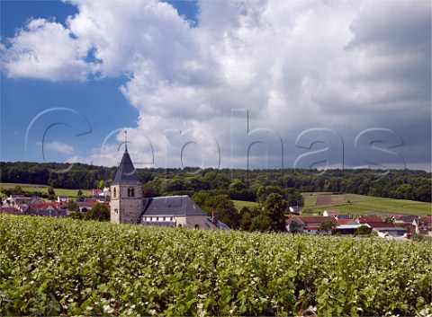 View over Pinot Meunier vineyard to the village and church of ChignylesRoses Marne France  Champagne