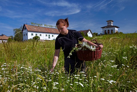 Lisa Sauer picking yarrow flowers to make 502 biodynamic compost preparation for use on vineyards of Dr Brklin Wolf Ruppertsberg Pfalz Germany