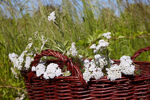 Basket of yarrow flowers to make 502 biodynamic compost preparation for use on vineyards of Dr Brklin Wolf Wachenheim an der Weinstrasse Pfalz Germany