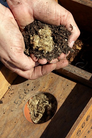 Preparing dandelion 506 biodynamic compost preparation to insert into the compost pile This is one of six preparations the others are chamomile stinging nettle yarrow oak bark and valerian   Dr Brklin Wolf Wachenheim an der Weinstrasse Pfalz Germany