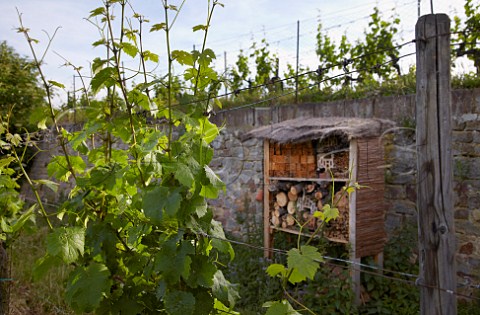 Insect hotel in the Hoheburg vineyard of Dr Brklin Wolf  Ruppertsburg Pfalz Germany