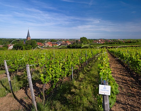 Kirchenstck vineyard of Dr Brklin Wolf and village of Forst an der Weinstrasse Pfalz Germany