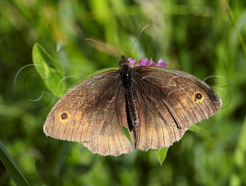 Meadow Brown butterfly on Knapweed Hurst Meadows West Molesey Surrey England
