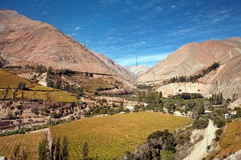 Vineyards in the Elqui Valley near Pisco Chile