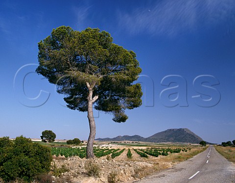 Vineyards and pine tree near Jumilla Murcia Province Spain  DO Jumilla