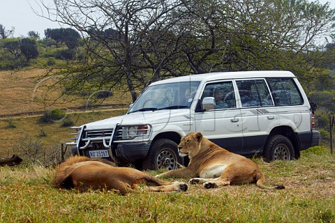 Natal Lion Park near Pietermaritzburg KwaZuluNatal South Africa