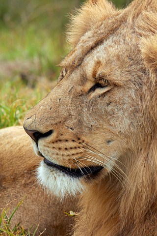 Natal Lion Park near Pietermaritzburg KwaZuluNatal South Africa