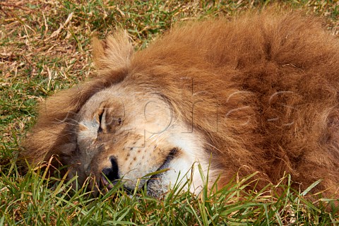 Sleeping lion in Natal Lion Park near Pietermaritzburg KwaZuluNatal South Africa