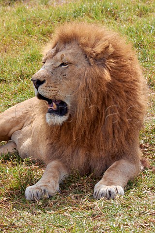 Male lion in Natal Lion Park near Pietermaritzburg KwaZuluNatal South Africa