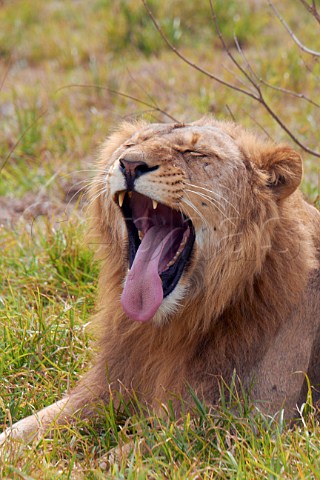Yawning lioness in Natal Lion Park near Pietermaritzburg KwaZuluNatal South Africa