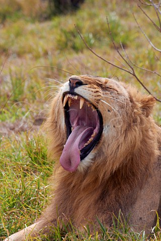 Yawning lioness in Natal Lion Park near Pietermaritzburg KwaZuluNatal South Africa