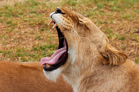Lioness yawning Natal Lion Park near Pietermaritzburg KwaZuluNatal South Africa