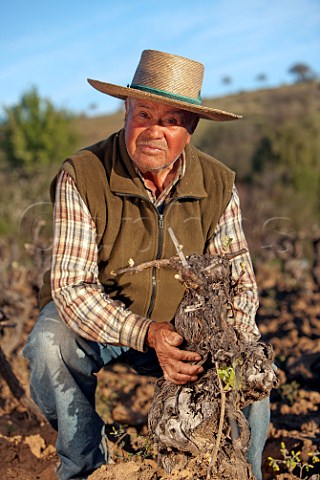 Elderly farmer with a 100year old Carignan vine in his vineyard at Sauzal Maule Valley Chile