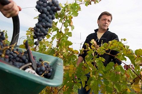 Silvio Denz in his vineyard at harvest time Chteau Faugres StEtiennedeLisse near Saintmilion Gironde France  Stmilion  Bordeaux