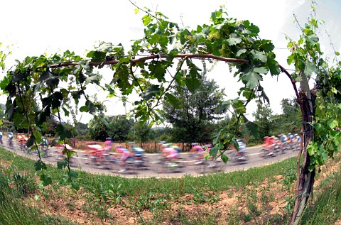 Cyclists in the Giro dItalia passing vineyard near Asti Piemonte Italy