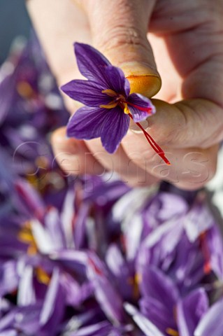 Harvesting Saffron Crocus flowers at Safran de Bordeaux AmbarsetLagrave Gironde France
