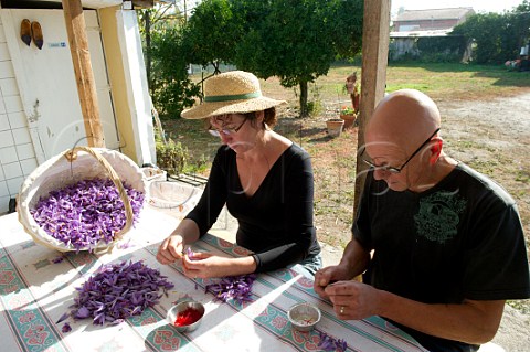 JeanNol and Chantal Pelette collecting stigmas from Saffron Crocus flowers Safran de Bordeaux AmbarsetLagrave Gironde France
