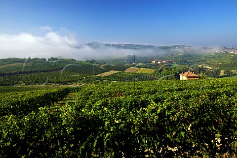 Morning fog dissipating above vineyards near Priocca between Alba and Asti  Piemonte Italy  Roero  Nebbiolo dAlba