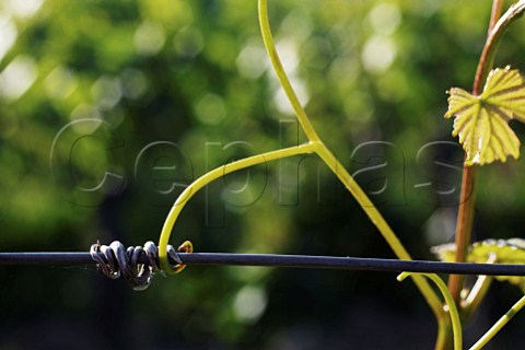 Vine tendril around wire