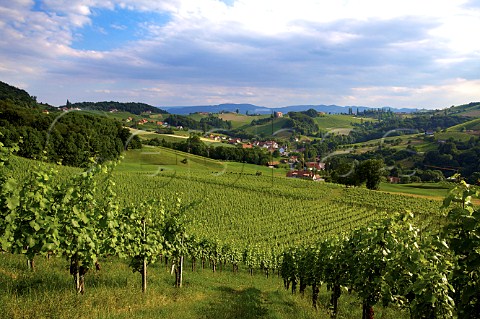 Vineyards at Nussberg near Ratsch an der Weinstrasse Steiermark Austria Sdsteiermark