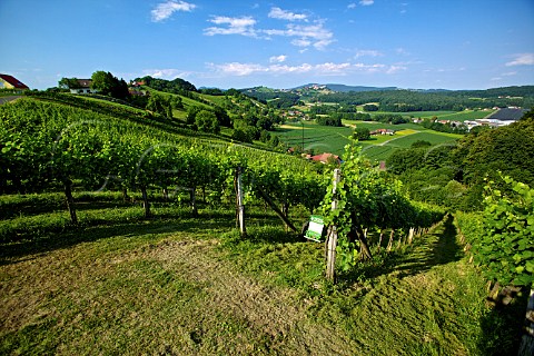 Klausen vineyard at Straden Steiermark Austria  Sdoststeiermark
