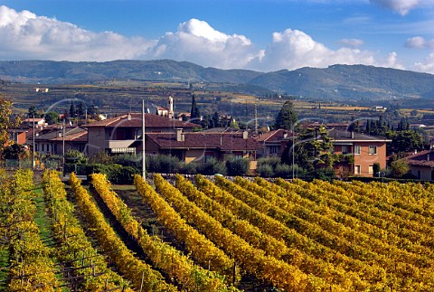 Vineyard of Masi at Gargagnano Veneto Italy  Valpolicella Classico