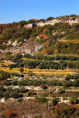 Terraced vineyards on limestone soil at San Giorgio Veneto Italy Valpolicella Classico