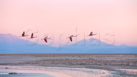 Flamingos flying over the Atacama Desert Chile