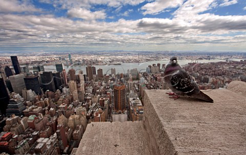Pigeon on the Empire State Building Manhattan New York USA