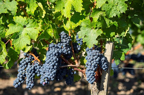 Merlot grapes in vineyard of Chteau Carbonnieux Lognan Gironde France PessacLognan  Bordeaux
