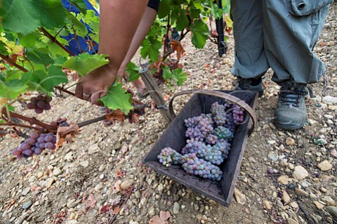 Picking Sauvignon Gris grapes on first day of 2012 harvest at Chteau HautBrion Pessac Gironde France  PessacLognan  Bordeaux
