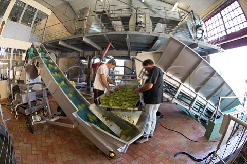 Sorting Semillon grapes on first day of 2012 harvest at Chteau Carbonnieux Lognan Gironde France PessacLognan  Bordeaux