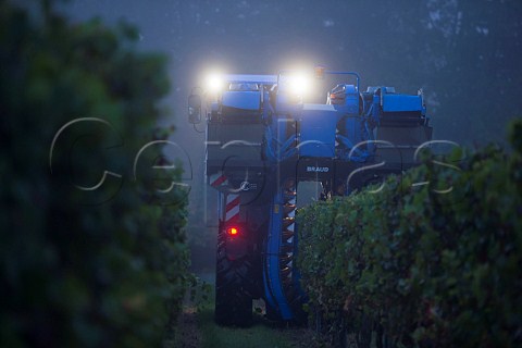 Machine harvesting in vineyard at dawn  Capian Gironde France  Premires Ctes de Bordeaux