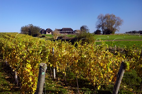 Autumnal Chardonnay vineyard of Roebuck Estates by the Roman Villa at Bignor near Pulborough Sussex England