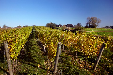 Chardonnay vineyard of Roebuck Estates by the Roman villa at Bignor near Pulborough Sussex England