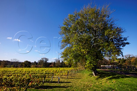 Pinot Noir and Reichensteiner vines of Nutbourne Vineyards Gay Street near Pulborough Sussex England