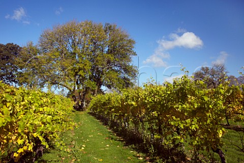 Autumnal Reichensteiner vines of Nutbourne Vineyards Gay Street near Pulborough Sussex England